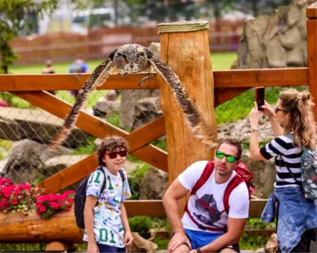 Owl flights and bird of prey shows during lectures