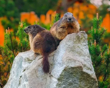 Tatra animals up close – learning through experience