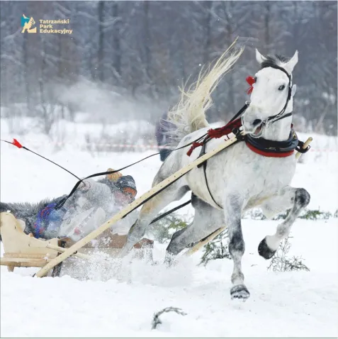 Kumoterki and Gazdowska Parade, traditional horse drawn sleigh races of the Tatras