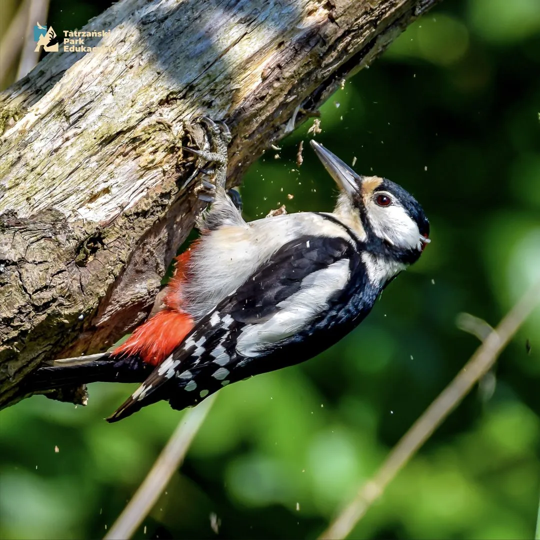 Woodpeckers in the Tatras, the forest doctors, three toed and great spotted woodpecker
