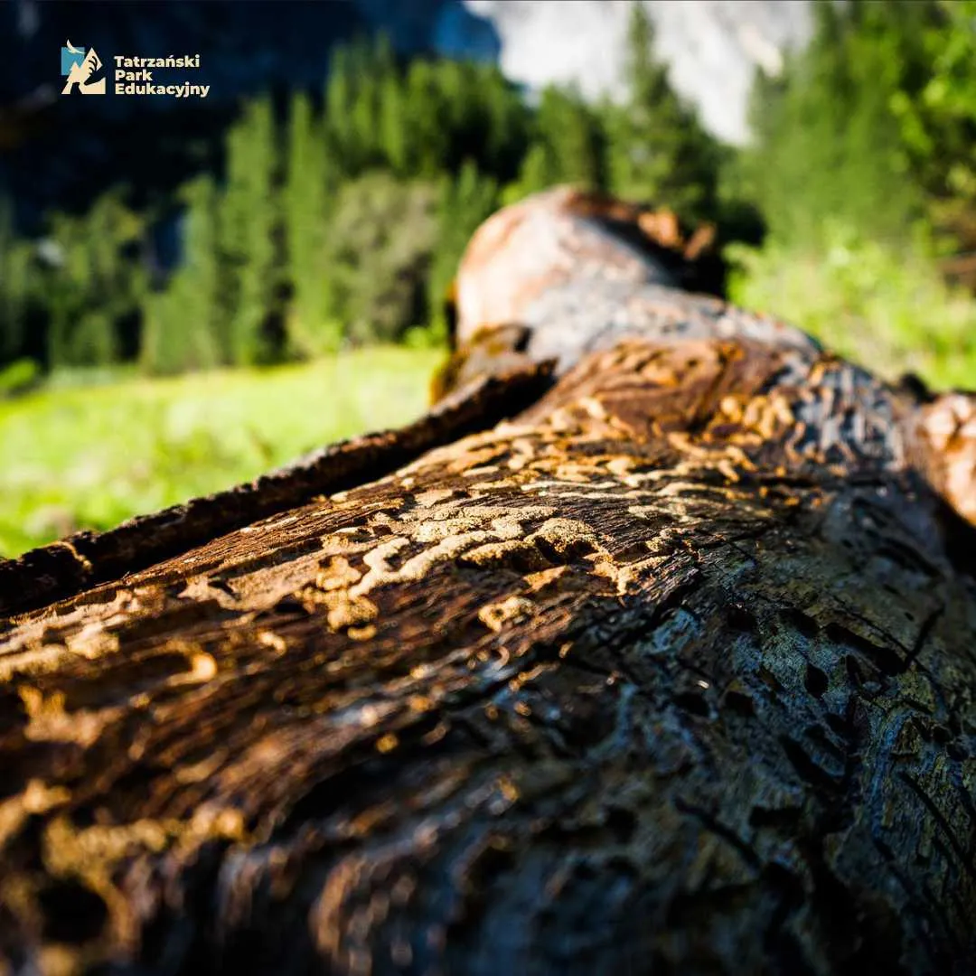 The European spruce bark beetle in the Tatras, pest or natural part of the ecosystem
