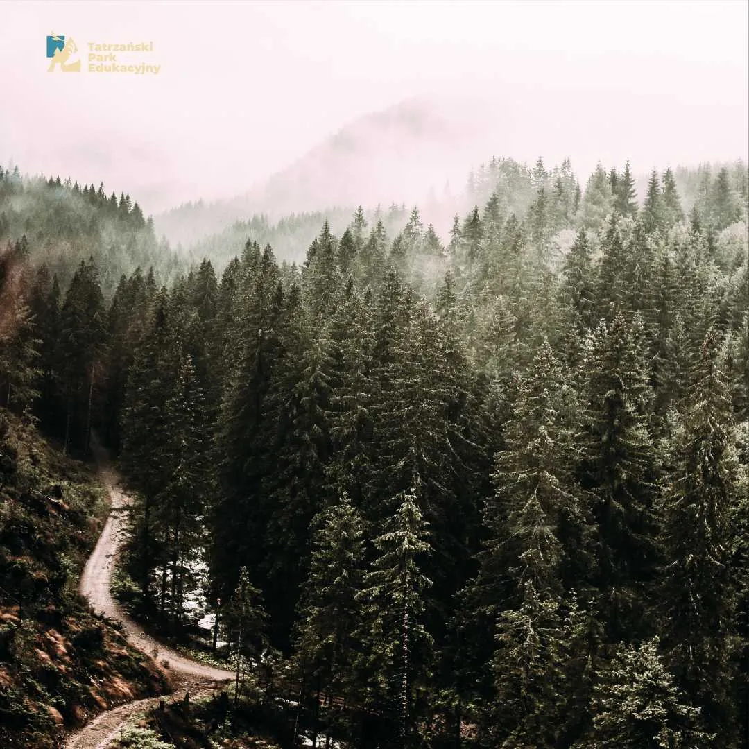 The forest around the Tatra Educational Park, history of Tatra forests and the bark beetle