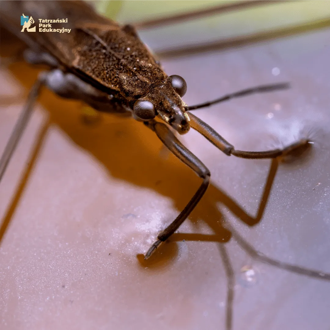 Water strider, the insect that walks on water, fascinating ponds at the Tatra Educational Park