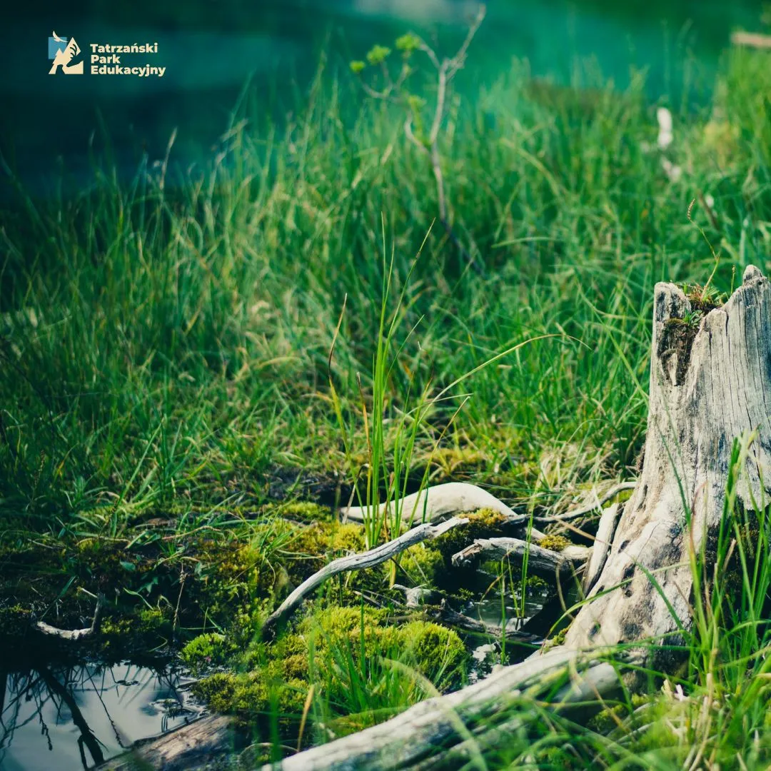 Ponds and wetlands around the Tatra Educational Park, why they matter