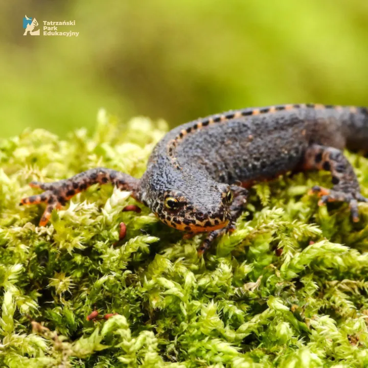 Newts in the Tatras, fascinating amphibians from the ponds beneath Krokiew
