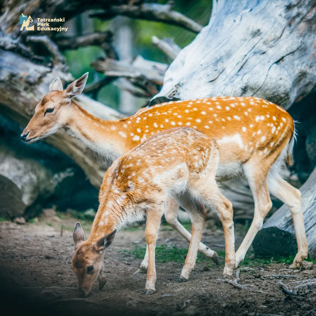 Animal parents in the Tatras, how deer and marmots raise their young
