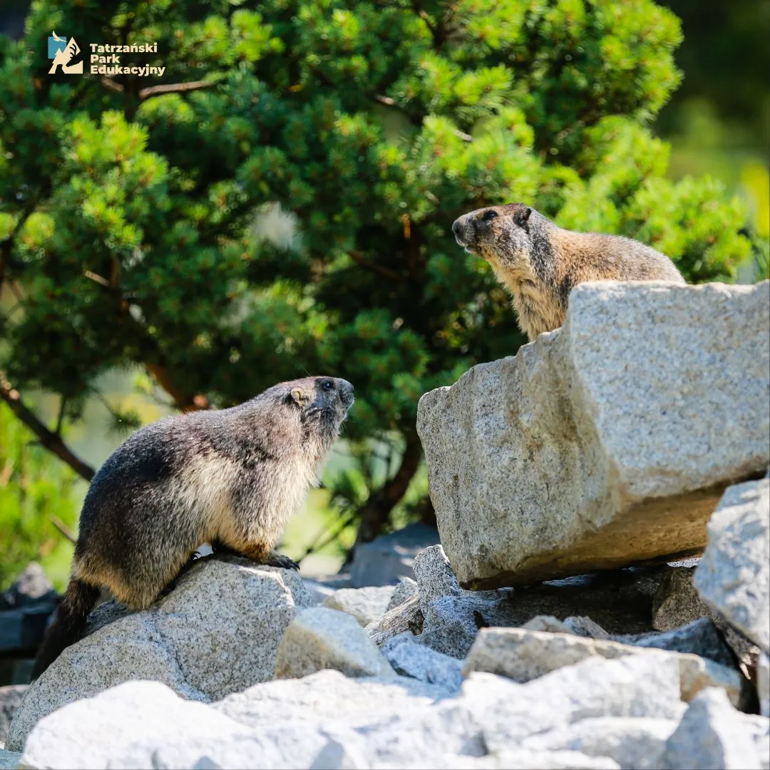 Alpine marmot in the Tatra Mountains, hibernation and species protection history