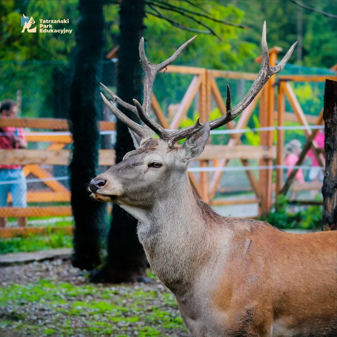 Red deer in the Tatra Mountains, the rut and secrets of the king of the forest